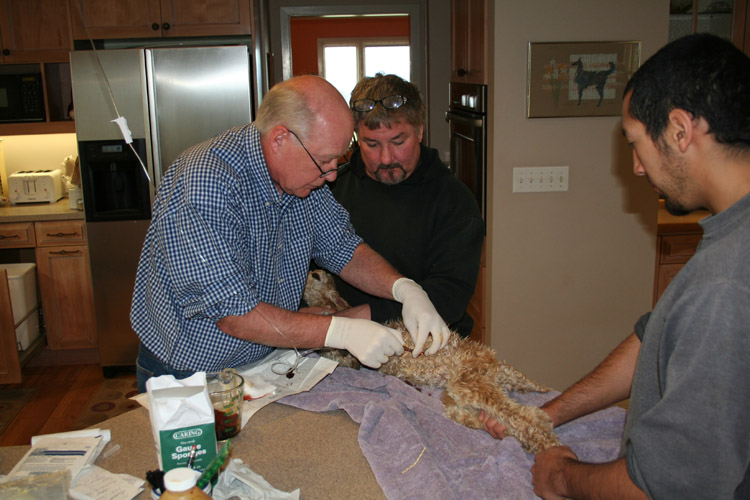 A campaign meeting is interrupted while Greg performs a transfusion on a baby alpaca ('cria')